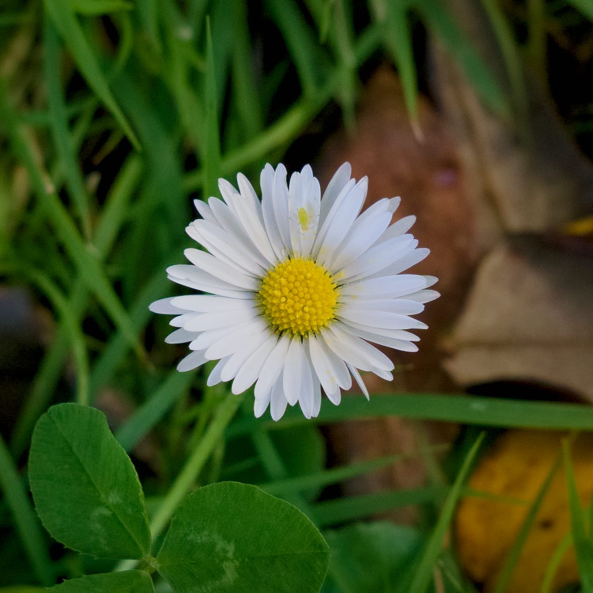 flowa